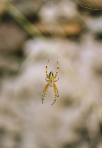 Close-up of spider on web