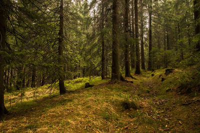 Pine trees in forest