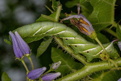 Close-up of insect on plant