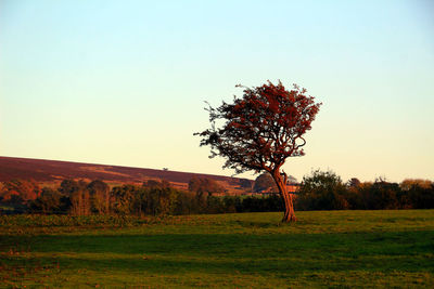 Tree on field against sky during sunset