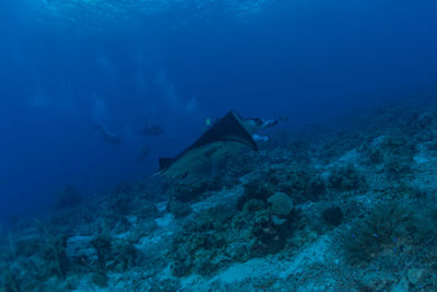 Manta rays swim at the tubbataha reefs philippines amazing animal