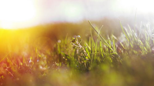 Close-up of fresh grass in field