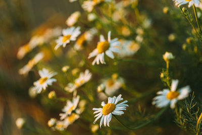 Close-up of white flowering plant