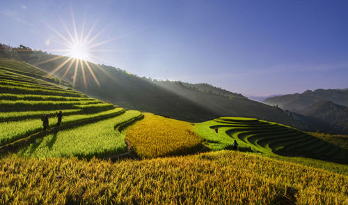 Scenic view of agricultural field against sky