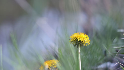 Close-up of yellow flower blooming in park