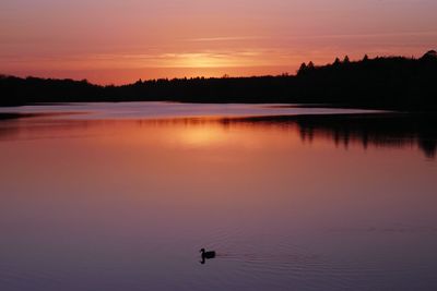 Bird swimming in lake against sky during sunset