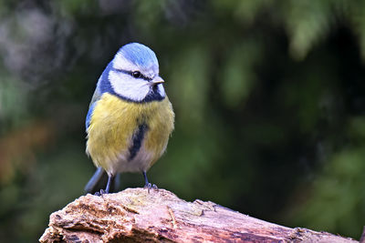 Close-up of bird perching on wood