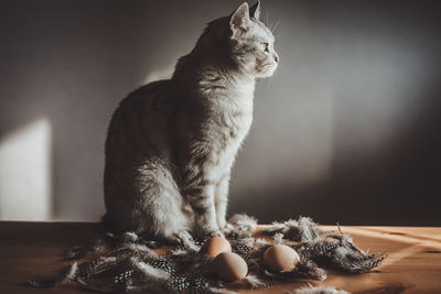 Cat sitting in a home