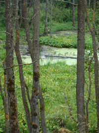Trees in forest
