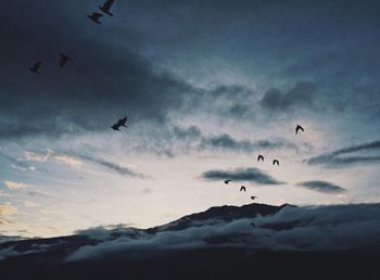 Low angle view of birds flying in sky