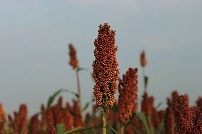 Close-up of flowering plants on field against sky