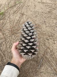 conifer cone