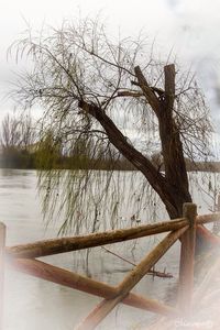 Reflection of trees in water