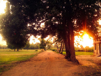 Sun shining through trees