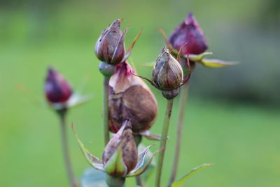 Close-up of flower