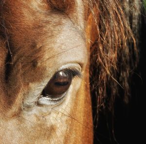 Close-up of a horse