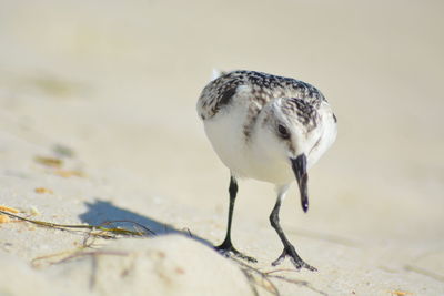 Close-up of bird on beach