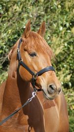 Close-up of horse on field