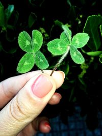 Close-up of hand holding leaves