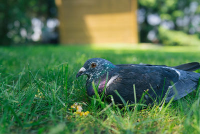 Close-up of pigeon on field