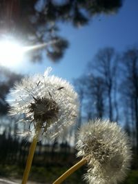 dandelion