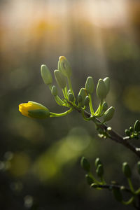 Close-up of flower buds