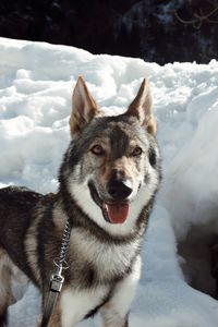 Portrait of dog on snow field