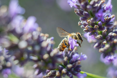 Close-up of bee on purple flowers