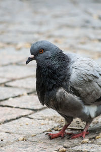 Close-up of bird perching on footpath