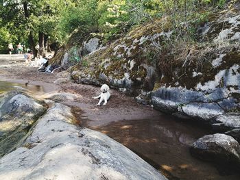 View of sheep in water