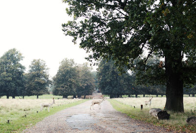 Road amidst agricultural field against sky