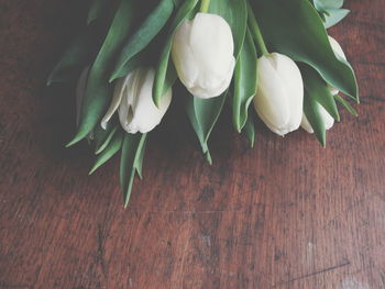 High angle view of white tulips on table