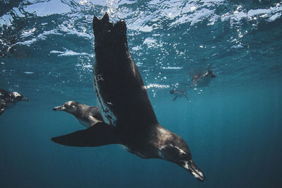 Fish swimming in sea