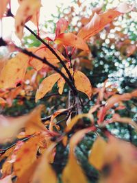 Close-up of autumnal leaves on tree