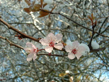 Close-up of cherry blossoms in spring