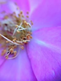 Close-up of honey bee on purple flower