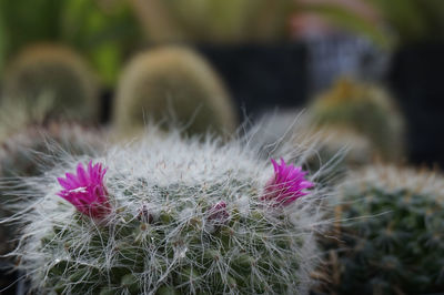 Close-up of barrel cactus plants