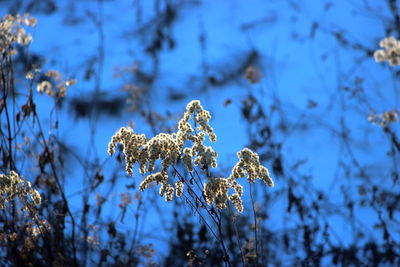 Close-up of wilted plant on snow covered land