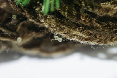 Macro shot of insect on plant