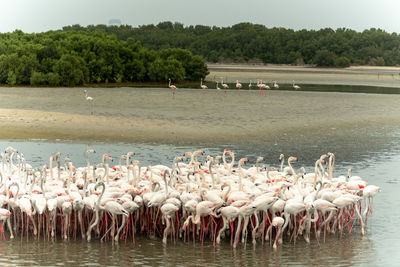 Flock of birds in lake