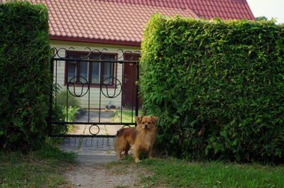 Dog on grass against trees