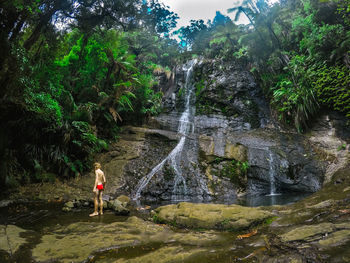 Scenic view of waterfall amidst trees in forest