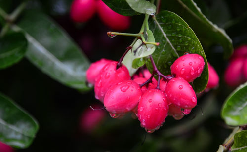 Close-up of wet red berries growing on plant