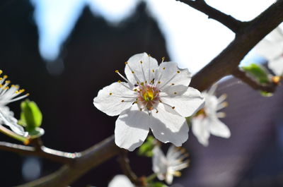 Close-up of white cherry blossoms