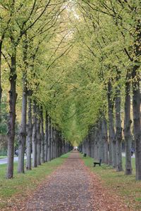 Footpath amidst trees in forest during autumn