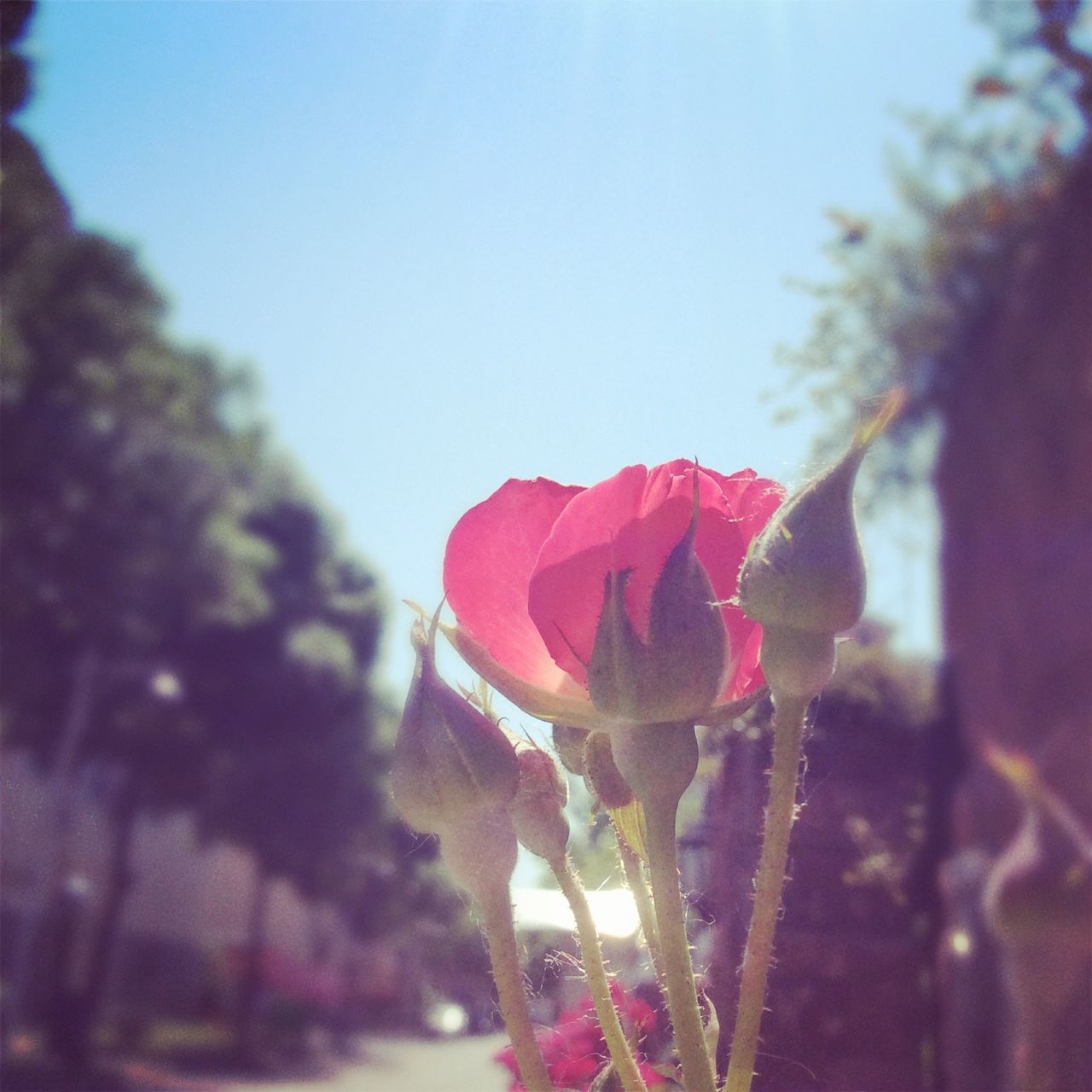 flower, focus on foreground, close-up, petal, rose - flower, red, fragility, freshness, clear sky, nature, selective focus, flower head, beauty in nature, pink color, sunlight, decoration, no people, outdoors, copy space, sky