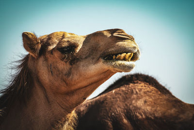 Close-up of a horse against the sky