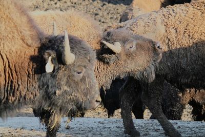View of sheep in water