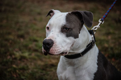 Close-up of dog looking away