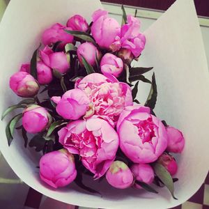 Close-up of pink flowers